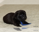 Small #1 Pug