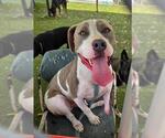 LT - Male Mutt Dog for Adoption - Small photo