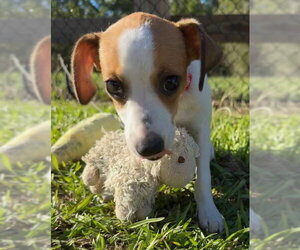 Kathy - Female Mutt Dog for Adoption - Photo #5
