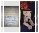Small Photo #1 Olde English Bulldogge Puppy For Sale in OLATHE, KS, USA