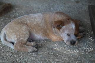 Australian Cattle Dog Puppy for sale in LEESBURG, GA, USA