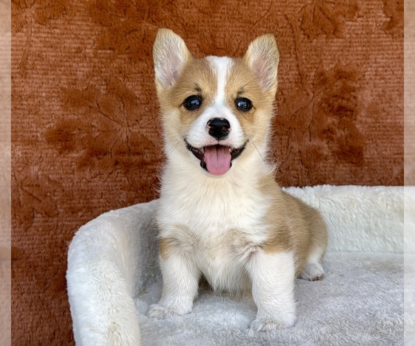 Medium Photo #1 Pembroke Welsh Corgi Puppy For Sale in OCALA, FL, USA