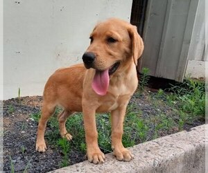 Labrador Retriever Puppy for sale in MANHEIM, PA, USA