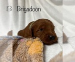 Small Photo #8 Goldendoodle Puppy For Sale in PLACERVILLE, CA, USA