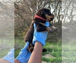 Small Photo #22 Rottweiler Puppy For Sale in FORT WORTH, TX, USA