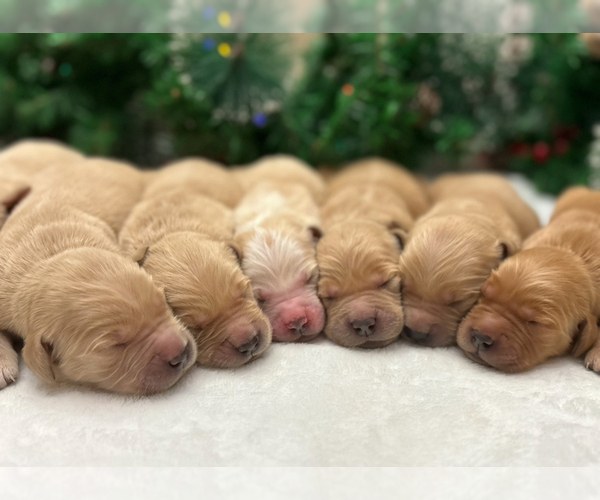 Medium Photo #15 Golden Retriever Puppy For Sale in CERES, CA, USA