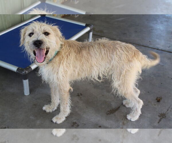 Medium Photo #3 Mutt Puppy For Sale in El Centro, CA, USA
