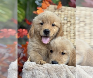 Golden Retriever Puppy for sale in TAMPA, FL, USA