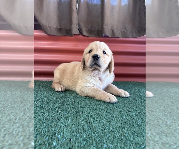Medium Photo #3 English Cream Golden Retriever Puppy For Sale in CERES, CA, USA