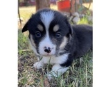 Small Photo #26 Pembroke Welsh Corgi Puppy For Sale in MIDLOTHIAN, TX, USA