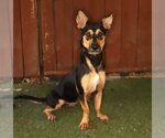 Small Photo #3 Mutt Puppy For Sale in Oakland Park, FL, USA