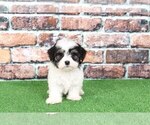 Small Photo #2 Havanese Puppy For Sale in BEL AIR, MD, USA