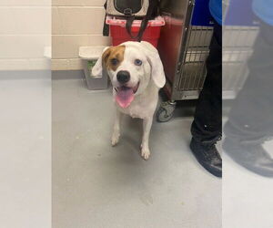 American Pit Bull Terrier-Dalmatian Mix Dogs for adoption in Fayetteville, NC, USA