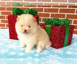 Pomeranian Puppy for sale in DAWSONVILLE, GA, USA