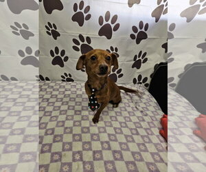 Rat Terrier-Unknown Mix Dogs for adoption in Metairie, LA, USA