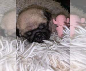 Pug Puppy for sale in WHITTIER, NC, USA