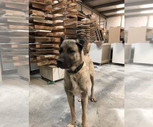 Mother of the Kangal Dog puppies born on 08/25/2020