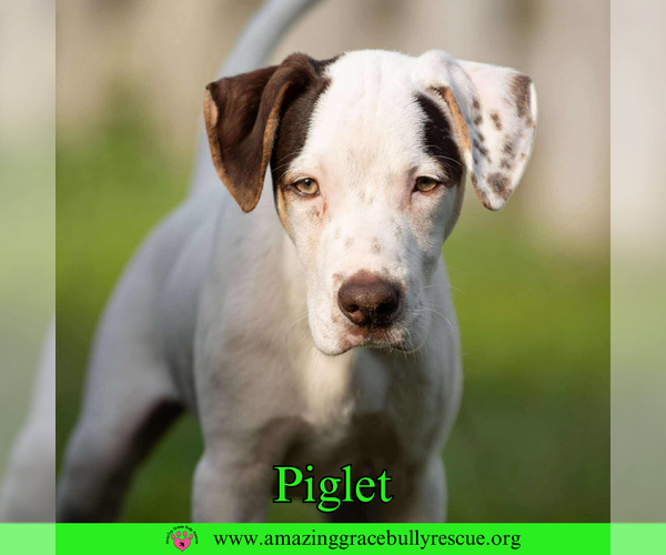 Medium Photo #4 Jack Russell Terrier-Unknown Mix Puppy For Sale in Pensacola, FL, USA