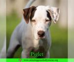 Small #3 Jack Russell Terrier Mix