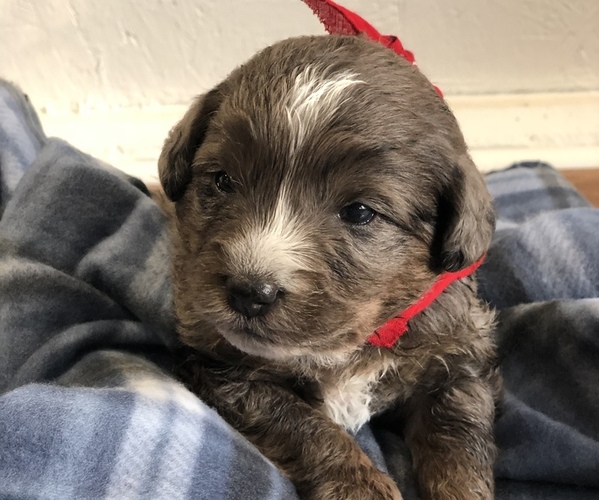 Full screen Photo #16 Poodle (Toy)-Texas Heeler Mix Puppy For Sale in MARQUAND, MO, USA