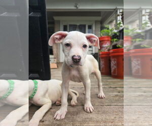 Bullboxer Pit Dogs for adoption in Duluth, MN, USA