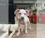 Small Bullboxer Pit