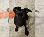 Small #1 Feist Terrier-Labrador Retriever Mix