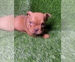 Small Photo #3 American Bully Puppy For Sale in ROGERS PARK, IL, USA