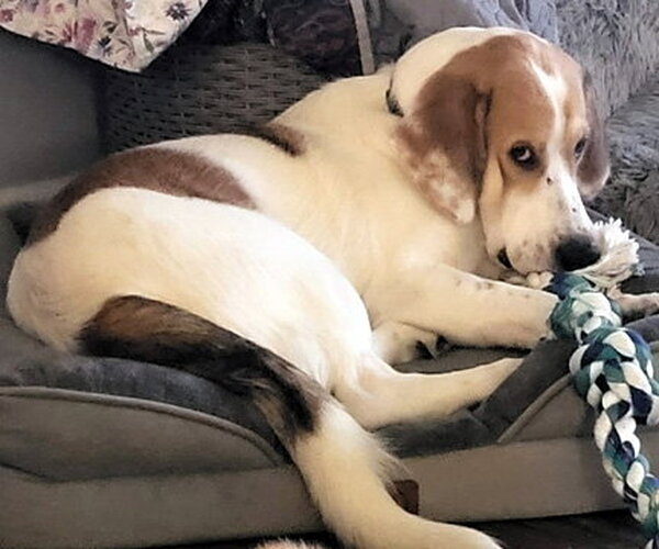 Medium Photo #10 Basset Hound-Great Pyrenees Mix Puppy For Sale in Deepwater, NJ, USA