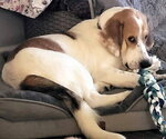 Small #9 Basset Hound-Great Pyrenees Mix