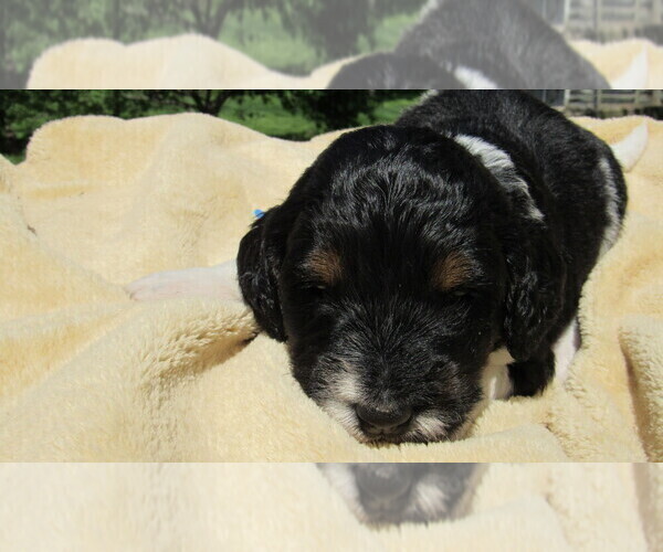 Medium Photo #3 Bernedoodle Puppy For Sale in BIG ROCK, IL, USA