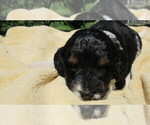 Small #2 Bernedoodle