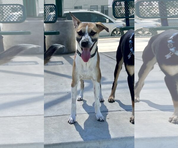 Medium Photo #2 Mutt Puppy For Sale in Dana Point, CA, USA