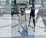 Small #1 Mutt