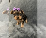Small #1 Yorkshire Terrier
