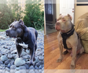 American Pit Bull Terrier Litter for sale in YAKIMA, WA, USA