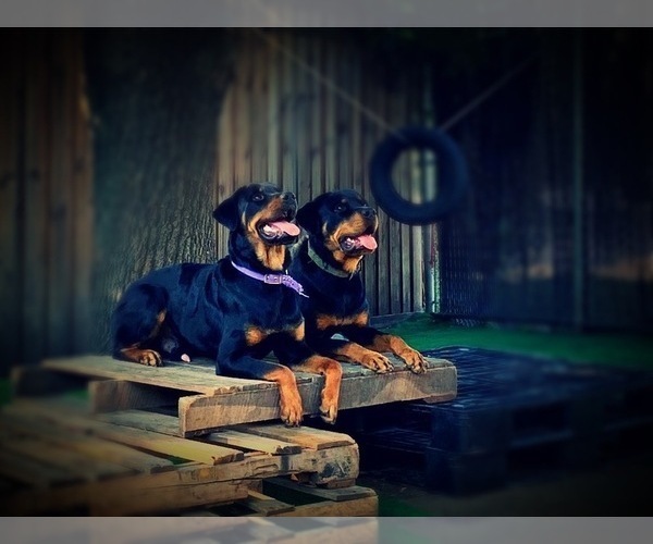 Medium Photo #26 Rottweiler Puppy For Sale in GARLAND, TX, USA