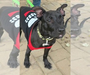 Baron Von Bark - Male American Pit Bull Terrier-Unknown Mix Dog for Adoption - Photo #8