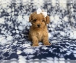 Small #5 Cockapoo (Miniature)