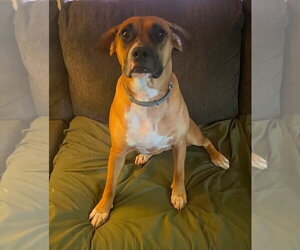 Boxer-Unknown Mix Dogs for adoption in Burnsville, MN, USA