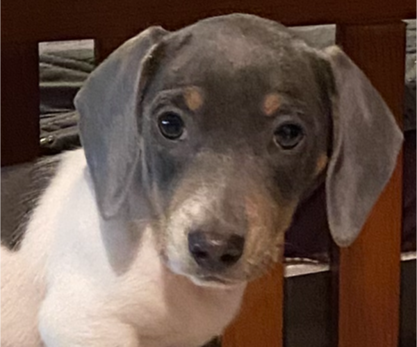 Medium Photo #1 Dachshund Puppy For Sale in LUBBOCK, TX, USA