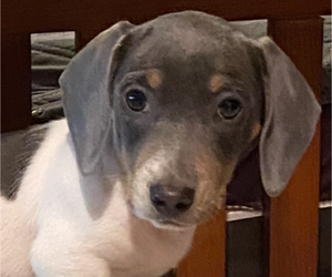 Father of the Dachshund puppies born on 08/28/2025