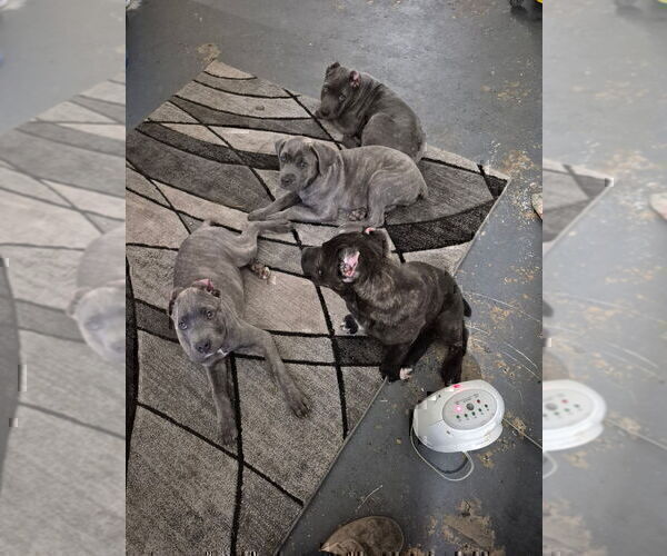 Medium Photo #14 Cane Corso Puppy For Sale in COLUMBIA, SC, USA