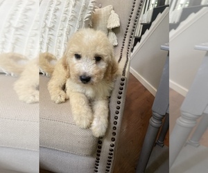 -Goldendoodle Mix Puppy for sale in MIDDLESEX, NC, USA