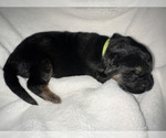 Small Photo #2 German Shepherd Dog Puppy For Sale in OAKDALE, MN, USA