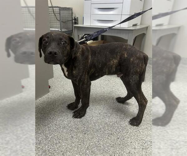 Medium Photo #1 American Pit Bull Terrier-Unknown Mix Puppy For Sale in Pasadena, TX, USA