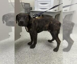 American Pit Bull Terrier-Unknown Mix Dogs for adoption in Pasadena, TX, USA