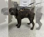 Small American Pit Bull Terrier Mix