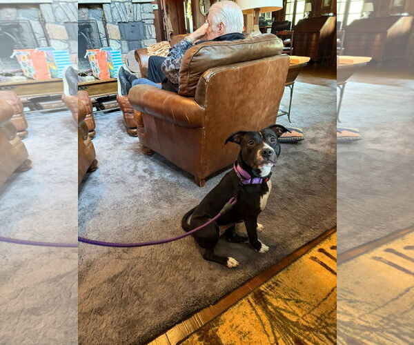 Medium Photo #25 American Pit Bull Terrier-Unknown Mix Puppy For Sale in Germantown, OH, USA