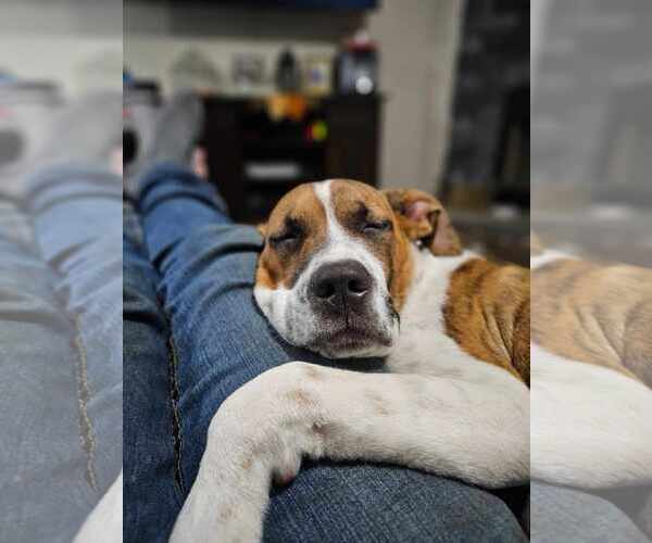 Medium Photo #9 Bullypit Puppy For Sale in Binghamton, NY, USA